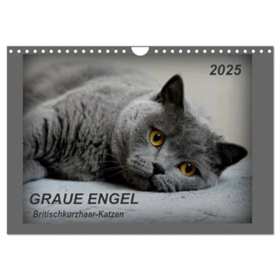 Abbildung von GRAUE ENGEL Britischkurzhaar Katzen (Wandkalender 2025 DIN A4 quer), CALVENDO Monatskalender