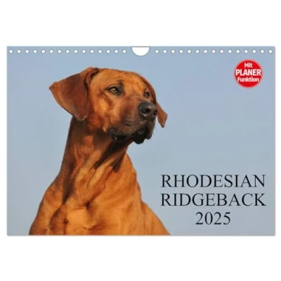 Abbildung von Rhodesian Ridgeback 2025 (Wandkalender DIN A4 quer), CALVENDO Monatskalender