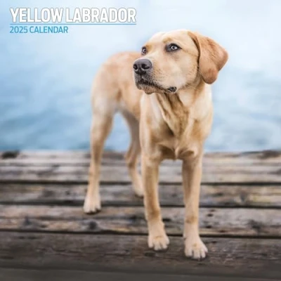 Abbildung von Labrador Yellow 2025 Traditioneller Kalender