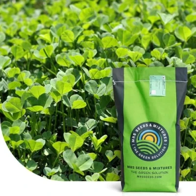Abbildung von Rasensamen Mikroklee Rasenklee 1 KG MRS Seeds &amp; Mixtures