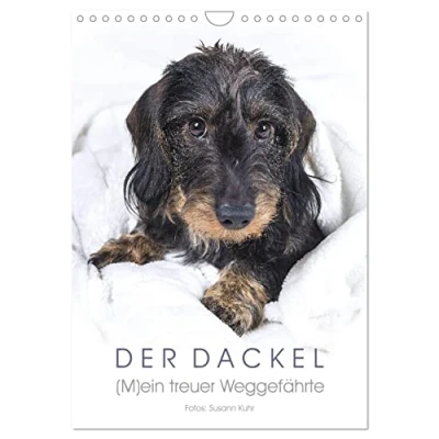 Abbildung von Der Dackel (Wandkalender 2025 DIN A4 hoch), CALVENDO Monatskalender