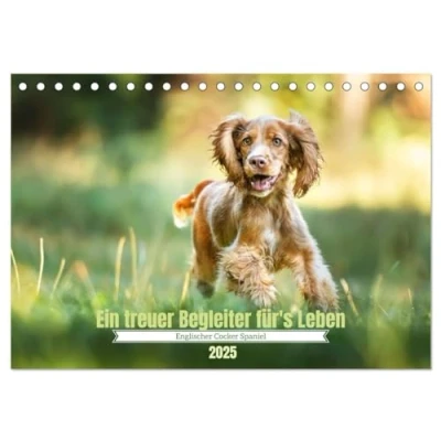 Abbildung von Englischer Cocker Spaniel (Tischkalender 2025 DIN A5 quer), CALVENDO Monatskalender
