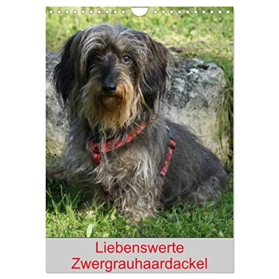 Abbildung von Liebenswerte Zwergrauhaardackel (Wandkalender 2025 DIN A4 hoch), CALVENDO Monatskalender