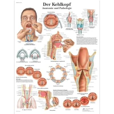 Abbildung von 3B Scientific Lehrtafel laminiert Der Kehlkopf