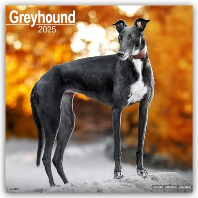 Abbildung von Greyhound Großer Englischer Windhund 2025 16 Monatskalender: Original Avonside Kalender [Mehrsprachig] [Kalender] (Wall Kalender)