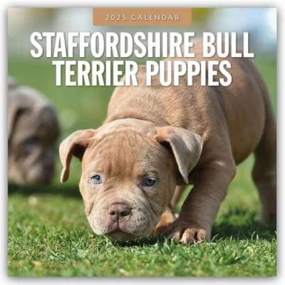 Abbildung von Staffordshire Bull Terrier Puppies Bullterrier Welpen 2025 16 Monatskalender: Original Red Robin Publishing Ltd Kalender [Mehrsprachig] [Kalender] (Wall Kalender)