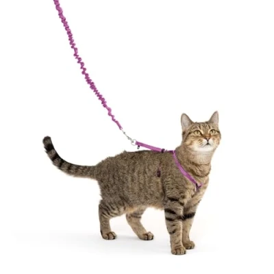 Abbildung von PetSafe Come with Me Kitty Geschirr und Bungee Leine, für Katzen, Größe M, Dusty Rose/Burgunderrot
