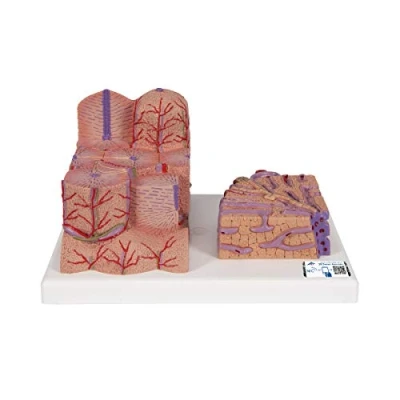 Abbildung von 3B Scientific Menschliche Anatomie MICROanatomy™ Leber + kostenlose App Smart Anatomy