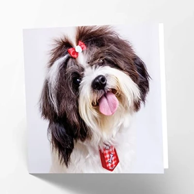 Abbildung von Maturi Blanko Grußkarte mit Shih Tzu Hundebild