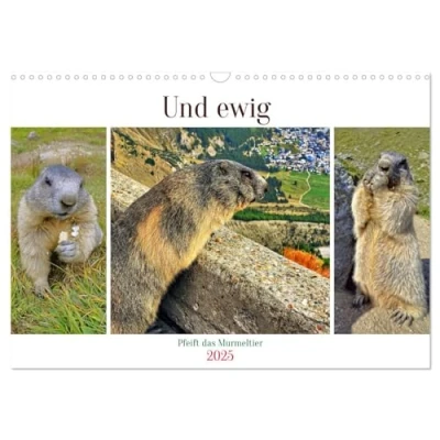 Abbildung von Und ewig pfeift das Murmeltier (Wandkalender 2025 DIN A3 quer), CALVENDO Monatskalender