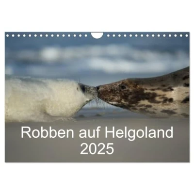 Abbildung von Robben auf Helgoland 2025 (Wandkalender DIN A4 quer), CALVENDO Monatskalender