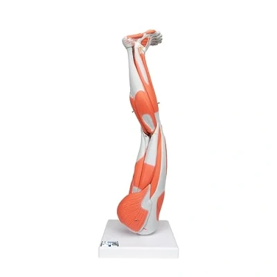 Abbildung von 3B Scientific Menschliche Anatomie Beinmuskel Modell, 9 teilig + kostenlose App Smart Anatomy