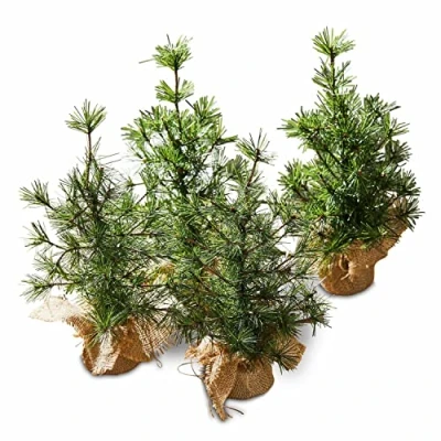 Abbildung von Loberon Deko Baum 4er Set Millies, inkl. Jute Säckchen, naturgetreu, Weihnachtsbaum, Festdekoration, Weihnachtsdekoration, Weihnachten, PVC, Eisendraht, Zement, Jute, grün/braun