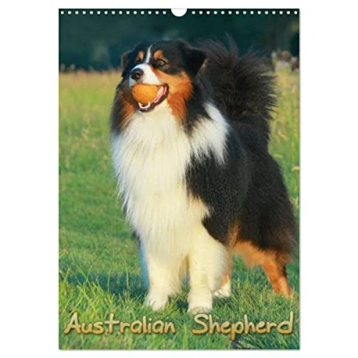 Abbildung von Australian Shepherd (Wandkalender 2025 DIN A3 hoch), CALVENDO Monatskalender
