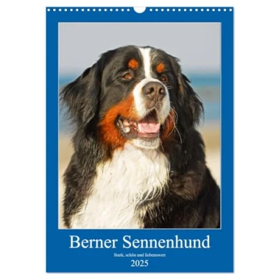 Abbildung von Berner Sennenhund stark, schön und liebenswert (Wandkalender 2025 DIN A3 hoch), CALVENDO Monatskalender