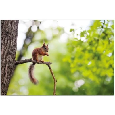 Abbildung von Wallario Outdoor Poster für Garten oder Balkon Eichhörnchen auf einem AST, Motivbanner Größe: ca. 60 x 90 cm, Bild