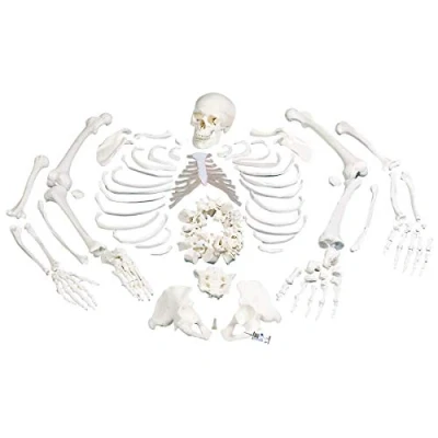 Abbildung von 3B Scientific Menschliche Anatomie Skelett, unmontiert, komplett mit 3 teiligem Schädel + kostenlose App Smart Anatomy