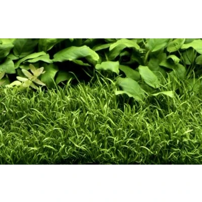 Abbildung von AquaOne Aquarium Pflanze Lilaeopsis brasiliensis I Wasserpflanze Aquariumpflanze Ausläufer voll durchwurzelt einfach pflegeleicht Aquascaping Dekoration