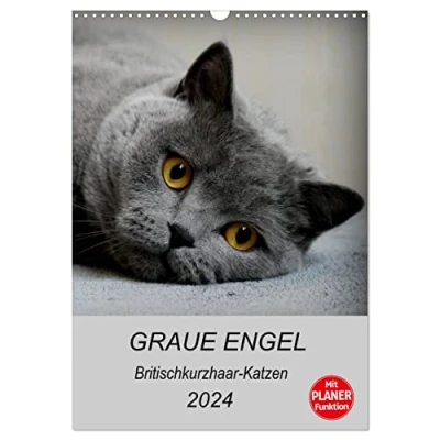 Abbildung von Graue Engel Britischkurzhaar Katzen (Wandkalender 2024 DIN A3 hoch), CALVENDO Monatskalender: Traumhafte Porträtfotos von (CALVENDO Tiere)