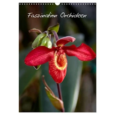 Abbildung von Faszination Orchideen (Wandkalender 2025 DIN A3 hoch), CALVENDO Monatskalender