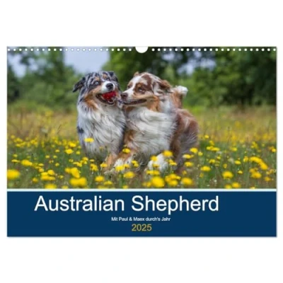 Abbildung von Australian Shepherd 2025 (Wandkalender DIN A3 quer), CALVENDO Monatskalender