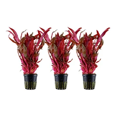 Abbildung von AquaOne Aquarium Pflanze 3 Stück Alternanthera reineckii &#039;Pink&#039; I Wasserpflanze Aquariumpflanze Stängelpflanze voll durchwurzelt einfach pflegeleicht Aquascaping Dekoration
