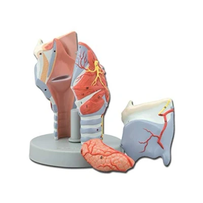 Abbildung von Gima 5 teiliges anatomisches Modell des menschlichen Kehlkopfes, 2X Vergrößerung