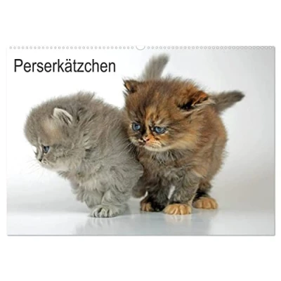 Abbildung von Perserkätzchen/CH Version (Wandkalender 2025 DIN A2 quer), CALVENDO Monatskalender