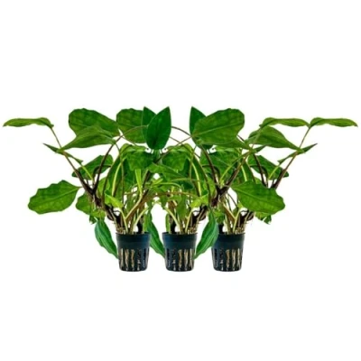 Abbildung von AquaOne Aquarium 3 Stück Pflanze Lagenandra sp Green I Wasserpflanze Aquariumpflanze Mittelgrund Vordergrund voll durchwurzelt Aquascaping Dekoration
