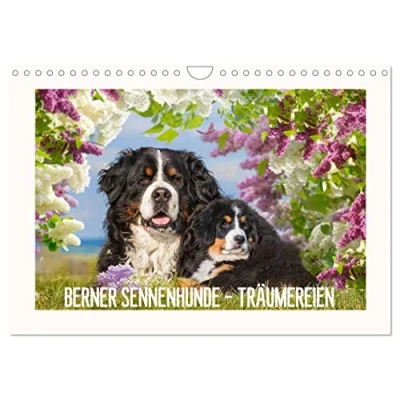 Abbildung von Berner Sennenhunde Träumereien (Wandkalender 2025 DIN A4 quer), CALVENDO Monatskalender