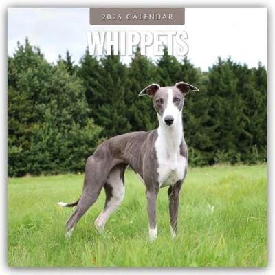 Abbildung von Whippets Whippet Britischer Windhund 2025 16 Monatskalender: Original Red Robin Publishing Ltd Kalender [Mehrsprachig] [Kalender]