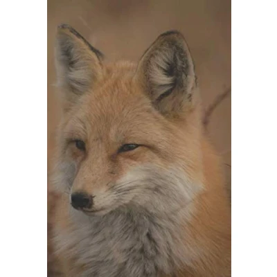 Abbildung von Krafttier Fuchs Notizbuch mit Motiv: Tagebuch / Bild 120 Seiten dotgrid
