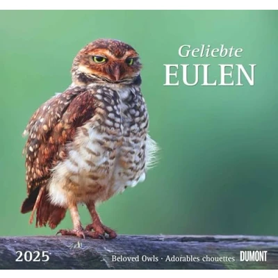 Abbildung von DUMONT Geliebte Eulen 2025 Wandkalender, 38x35,5cm, Kalender mit schönen Motiven und den wichtigsten Feiertagen, Spiralbindung
