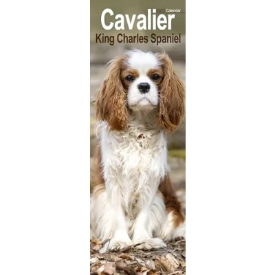 Abbildung von Cavalier King Charles Spaniels 2025: Original Avonside Kalender Slimline [Mehrsprachig] [Kalender] (Slimline Kalender)