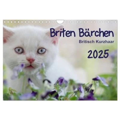 Abbildung von Briten Bärchen Britsch Kurzhaar 2025 (Wandkalender DIN A4 quer), CALVENDO Monatskalender