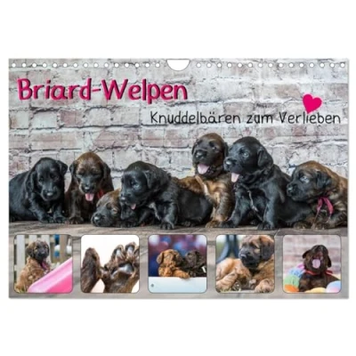 Abbildung von Briard Welpen Knuddelbären zum Verlieben (Wandkalender 2025 DIN A4 quer), CALVENDO Monatskalender