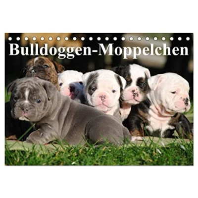 Abbildung von Bulldoggen Moppelchen (Tischkalender 2025 DIN A5 quer), CALVENDO Monatskalender