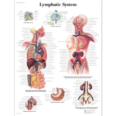 Abbildung von 3B Scientific Lehrtafel Lymphsystem, laminated, 1