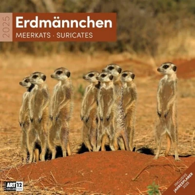 Abbildung von Erdmännchen 2025, Wandkalender / Broschürenkalender im Hochformat (aufgeklappt 30x60 cm) Art12 Geschenk Kalender mit Monatskalendarium zum Eintragen