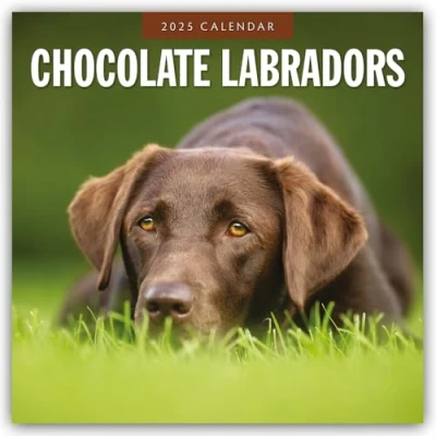Abbildung von Chocolate Labrador Retrievers Schokoladenbraune Retriever 2025 16 Monatskalender: Original Red Robin Publishing Ltd Kalender [Mehrsprachig] [Kalender] (Wall Kalender)