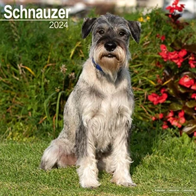 Abbildung von Schnauzer 2024 16 Monatskalender: Original Avonside Kalender [Mehrsprachig] [Kalender] (Wall Kalender)