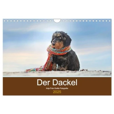 Abbildung von Der Dackel (Wandkalender 2025 DIN A4 quer), CALVENDO Monatskalender