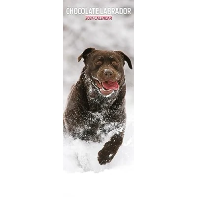 Abbildung von Labrador Chocolate Slim Kalender 2024