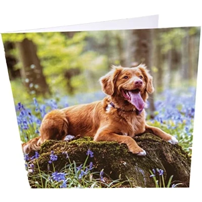 Abbildung von Maturi Geburtstagskarte, quadratisch, blanko, Happy Dog