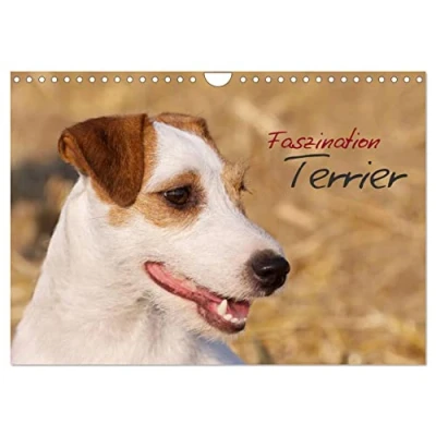 Abbildung von Faszination Terrier (Wandkalender 2025 DIN A4 quer), CALVENDO Monatskalender