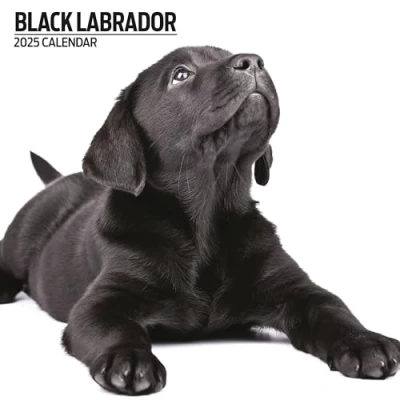 Abbildung von Labrador Black 2025 Moderner Kalender