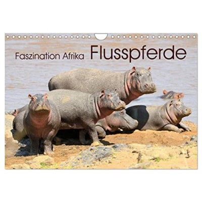 Abbildung von Faszination Afrika: Flusspferde (Wandkalender 2025 DIN A4 quer), CALVENDO Monatskalender