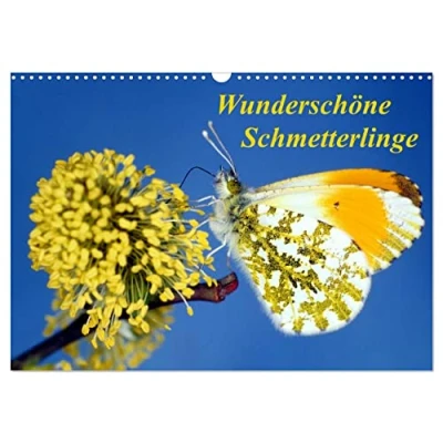 Abbildung von Wunderschöne Schmetterlinge (Wandkalender 2025 DIN A3 quer), CALVENDO Monatskalender