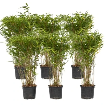 Abbildung von Plant in a Box Fargesia nitida &#039;Gansu&#039; 6er Set dunkelvioletter Bambus Nicht invasiv Winterhart Immergrün Topf 17cm Höhe 50 70cm