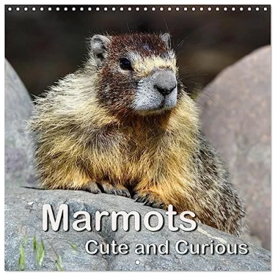 Abbildung von Marmots Cute and Curious (Wall Calendar 2025 12 x Inch) CALVENDO Month Wall